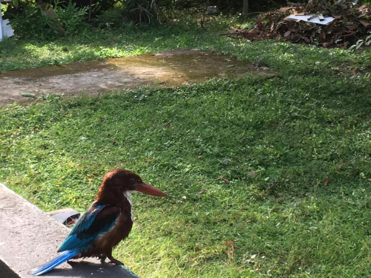 Wellington Villa Hikkaduwa Kültér fotó